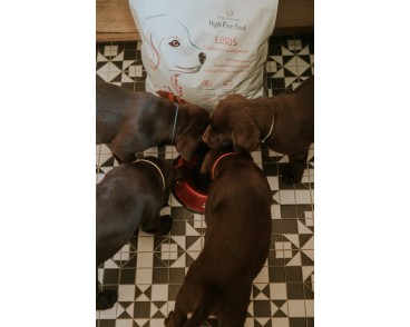 Sucha karma dla szczeniąt łosoś z batatami i warzywami 12 kg