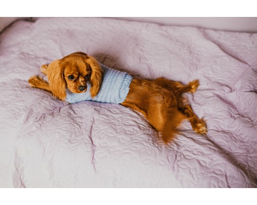 Sweterek na zimę swetrek bluza ciepła dla psa Slim baby blue melanż