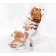 Szalik/komin/snood dla psa Warkocz mały szary Szalik/komin/snood dla psa Warkocz mały szary