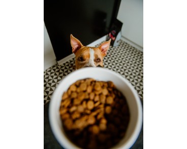 Zestaw Dziczyzna 12 kg + 2kg GRATIS