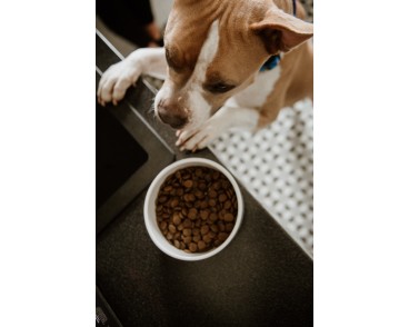 Zestaw Dziczyzna 12 kg + 2kg GRATIS