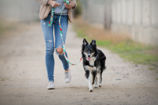 Pomysły na jesienne aktywności z psem 