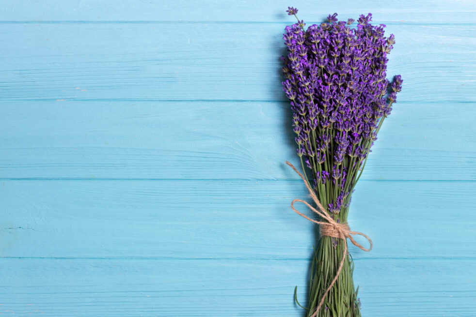 lavender bouquet on a blue background 2023 11 27 05 23 31 utc